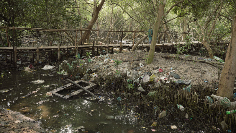 Celebrating International Mangrove Day and How We Do Our Bit For The Environment